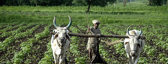 Land Preparation