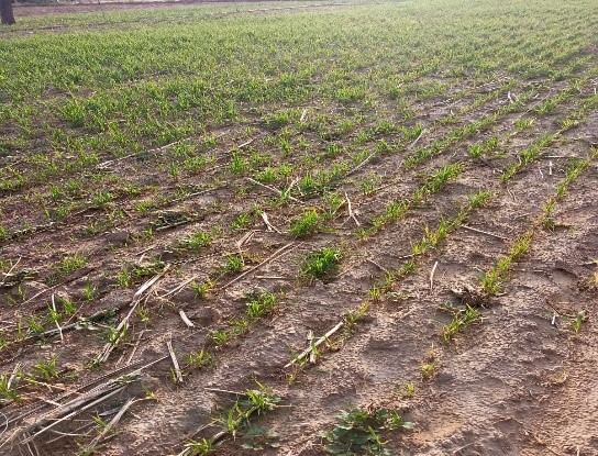 Damage of crop due to drought