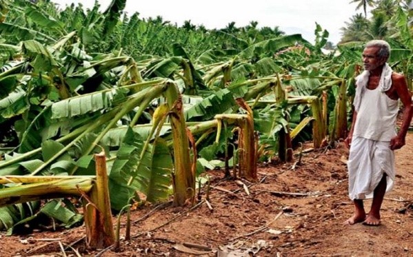 Crop Damage due to Cyclone