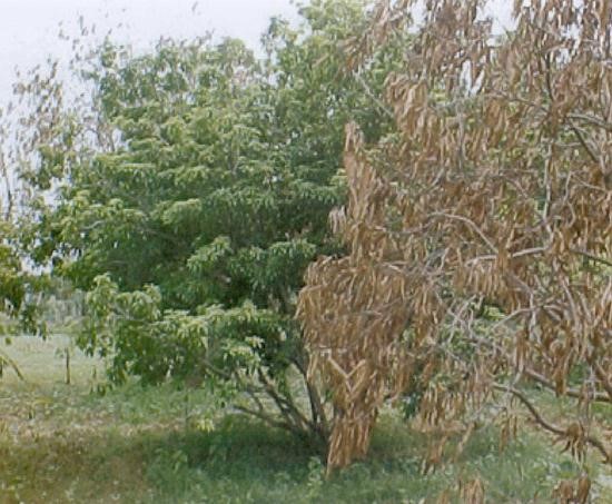 Heat Wave damage to Mango plant