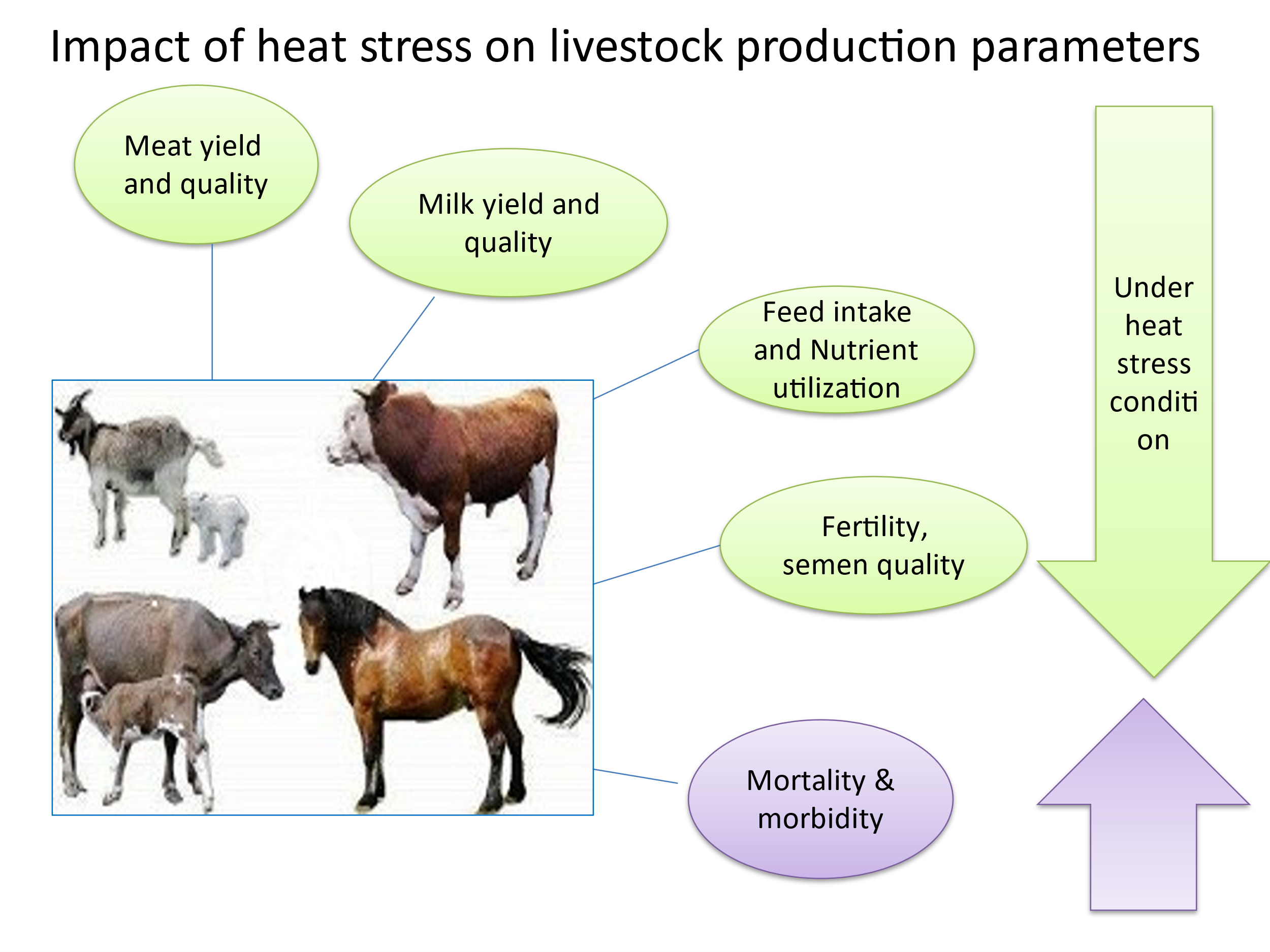 Livestock Diagram