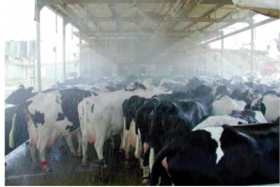 Livestock