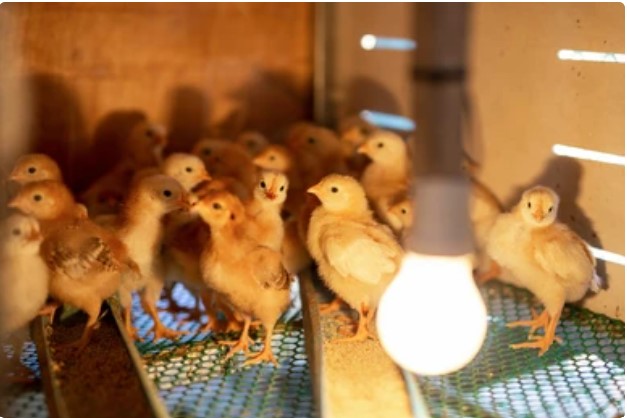 Poultry